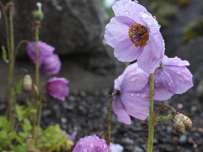 Free Guided Tour in English at the Reykjavik Botanic Garden